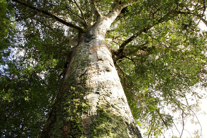 Kawiti Glow Worm Cave Tour & Opua Forest Walk - Inside the Kawiti Glow Worm Caves