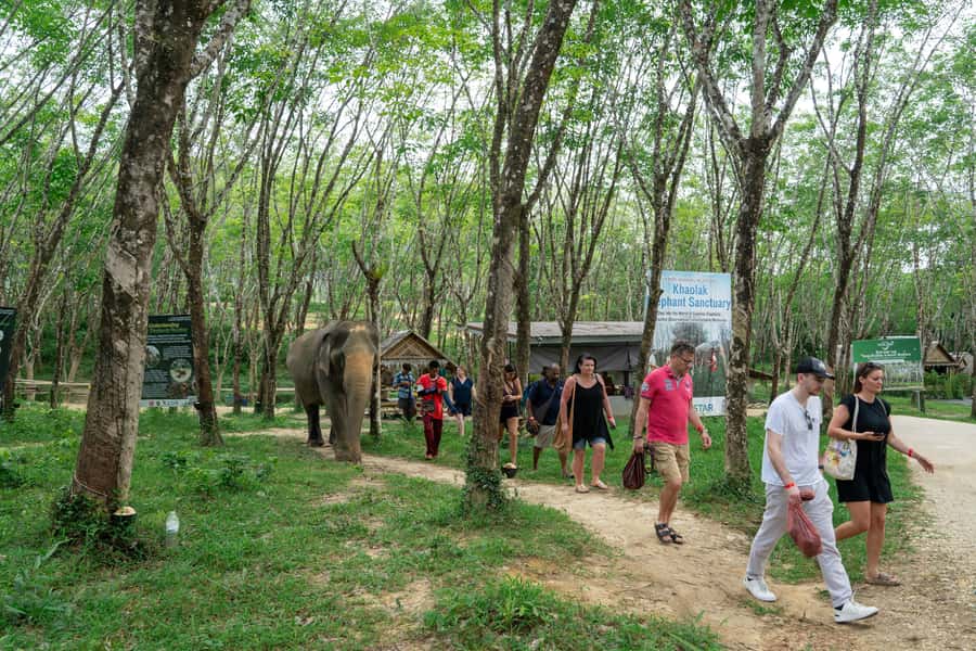 Khao Lak: 2-Hour Elephant Sanctuary Eco-Walk with Guided - Making herbal vitamin balls for the elephants