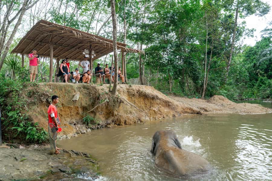 Khao Lak: 2-Hour Elephant Sanctuary Eco-Walk with Guided - Walking beside an elephant through the jungle