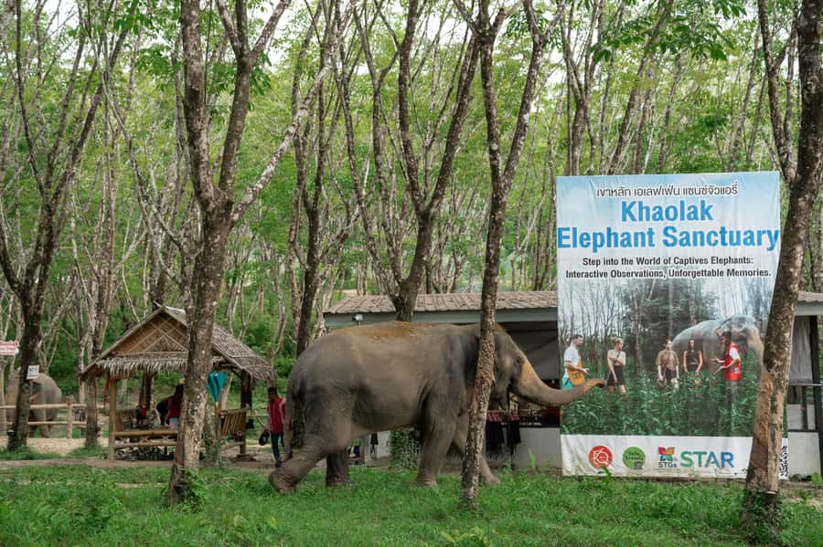 Khao Lak: 2-Hour Elephant Sanctuary Eco-Walk with Guided - What the guides add to the experience
