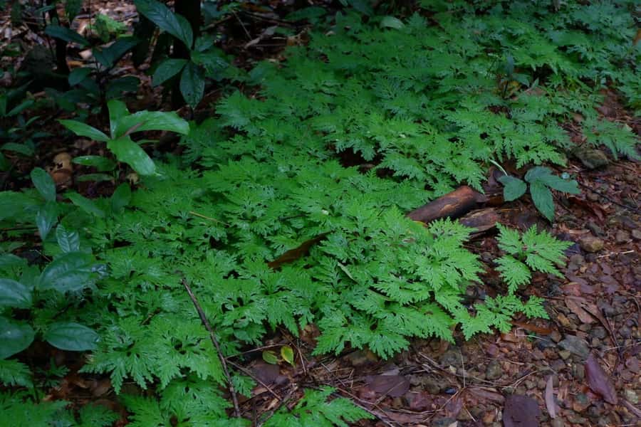 Khao Lak: Full-Day Khao Sok Jungle Walk and Canoeing Tour - Key points before you book