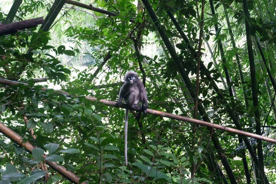 Khao Lak: Full-Day Khao Sok Jungle Walk and Canoeing Tour - Leaving Khao Lak for Khao Sok