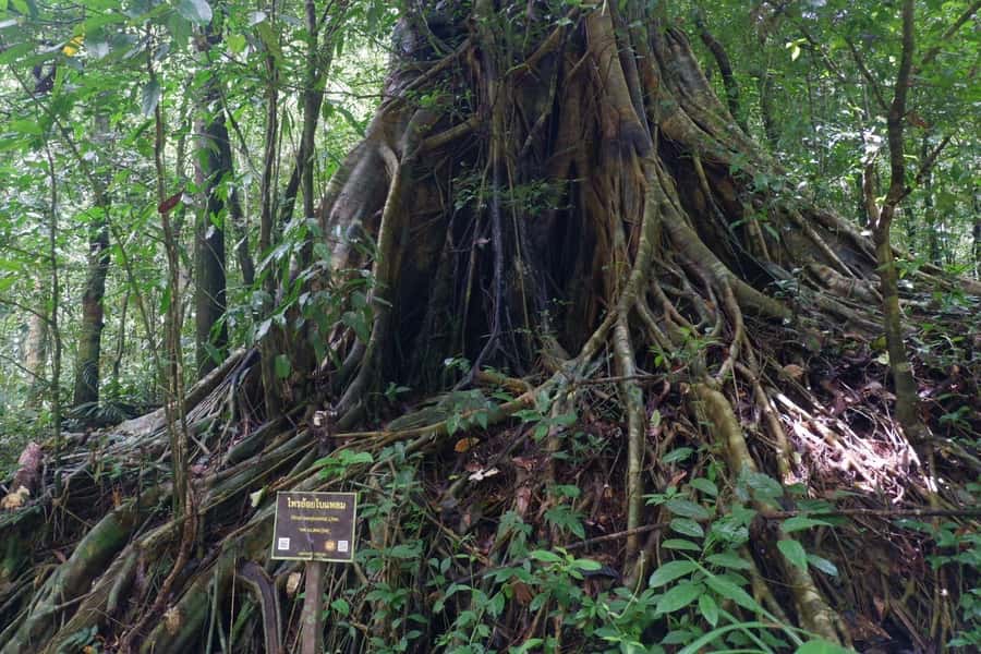 Khao Lak: Full-Day Khao Sok Jungle Walk and Canoeing Tour - Banghuarat Waterfall and a possible cooling stop
