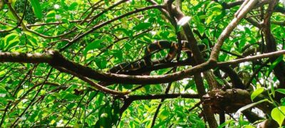 Khao Lak: Full-Day Khao Sok Jungle Walk and Canoeing Tour