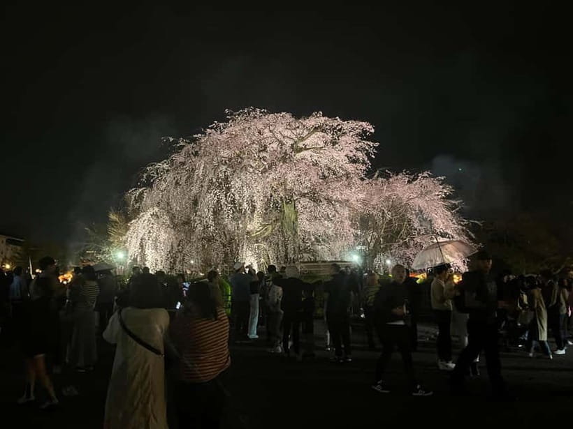 Kyoto: Gion Walking Tour - Maiko and Geiko sightings: keep expectations realistic