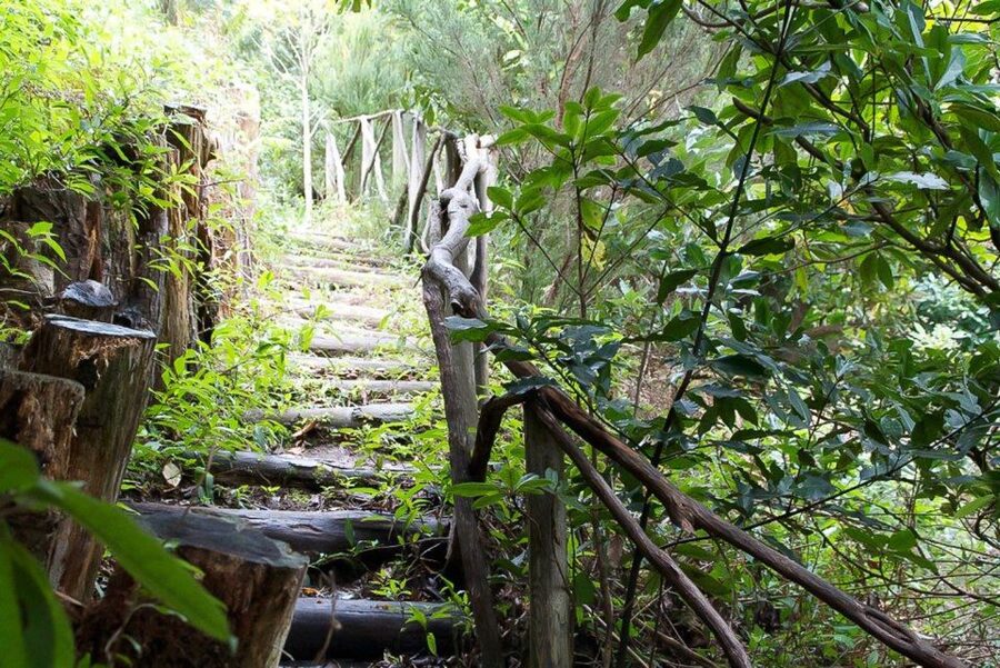 Levada Walk and Caldeirao Verde Waterfalls: Madeira - Who Will Enjoy This Walk Most?