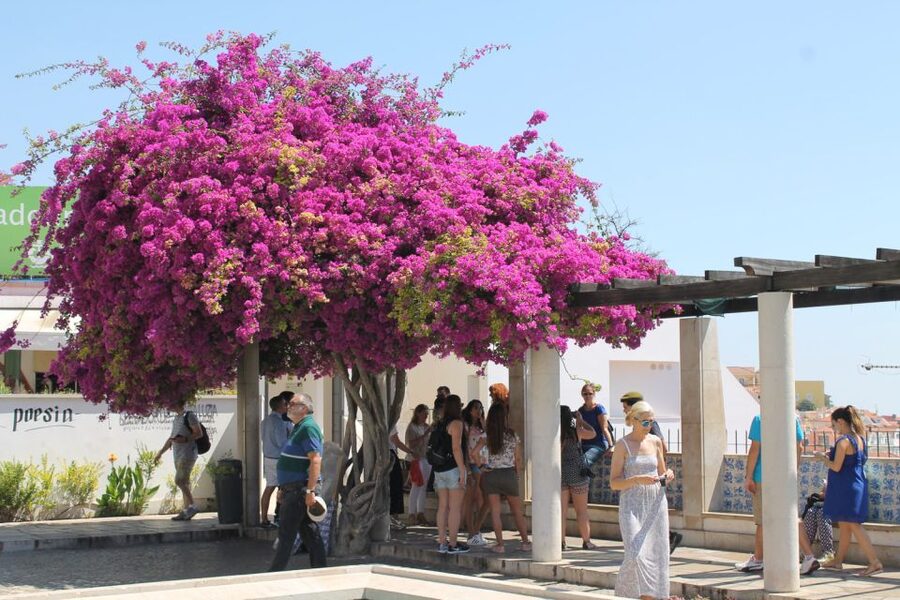 Lisbon: Full-Day Private Walking Sightseeing Tour - São Jorge Castle and the view over old Lisbon