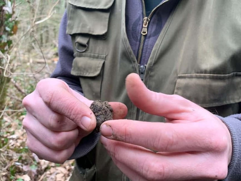 Livade: Guided Truffle Hunting Walking Tour - Key points to know before you book