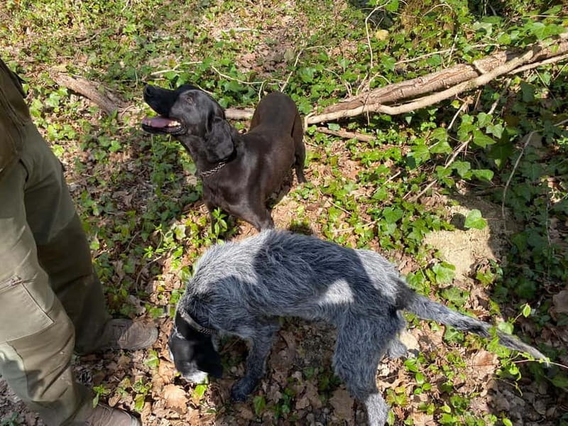 Livade: Guided Truffle Hunting Walking Tour - Watching the dogs do the real work
