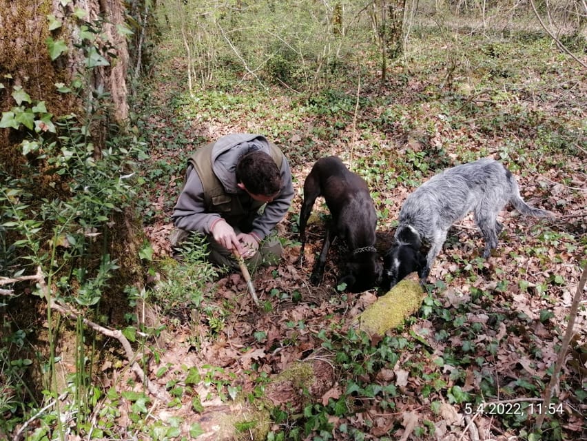 Livade: Guided Truffle Hunting Walking Tour - Ending with a truffle-focused lunch