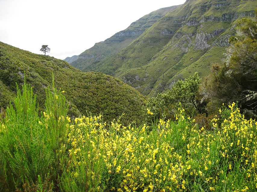 Madeira: Enjoy a Guided Levada Walk in the Rabaçal Valley - Descending Toward Risco Waterfall