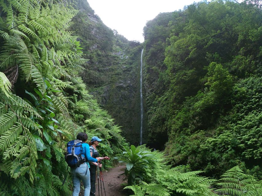 Madeira Island: Caldeirão Verde Levada Walk - Key points to know before you book