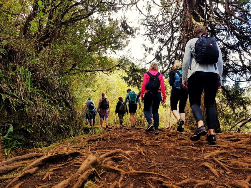Madeira Island: Caldeirão Verde Levada Walk - The levada path rewards careful walking