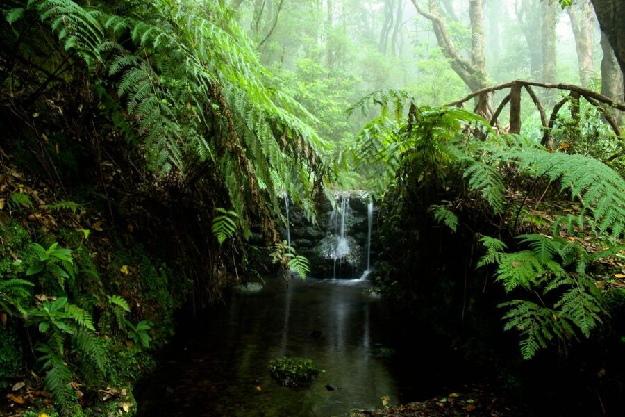 Madeira Island: Caldeirão Verde Levada Walk - What the $54 price really covers