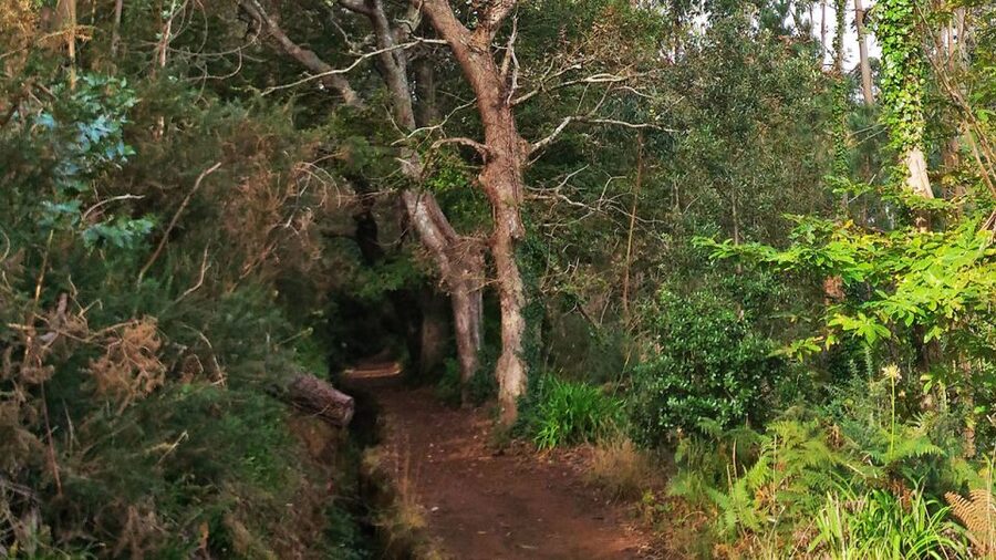 Madeira: Paradise Valley Levada Walk - The hidden forest and Madeira’s plant life