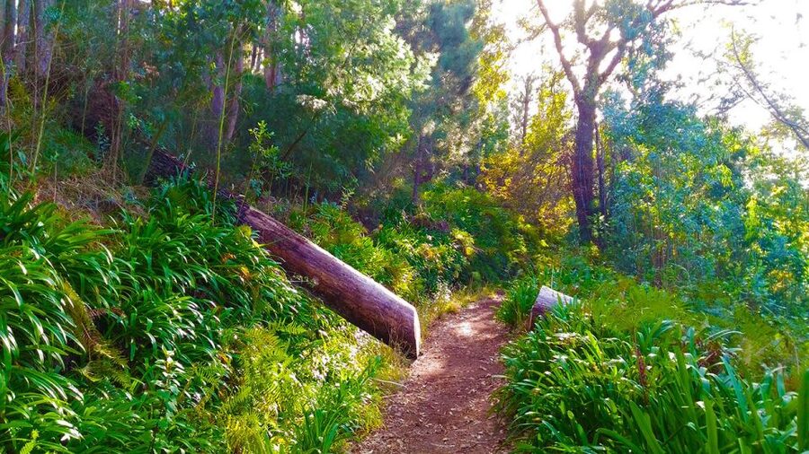 Madeira: Paradise Valley Levada Walk - Gardens, terraces, and the working side of the island