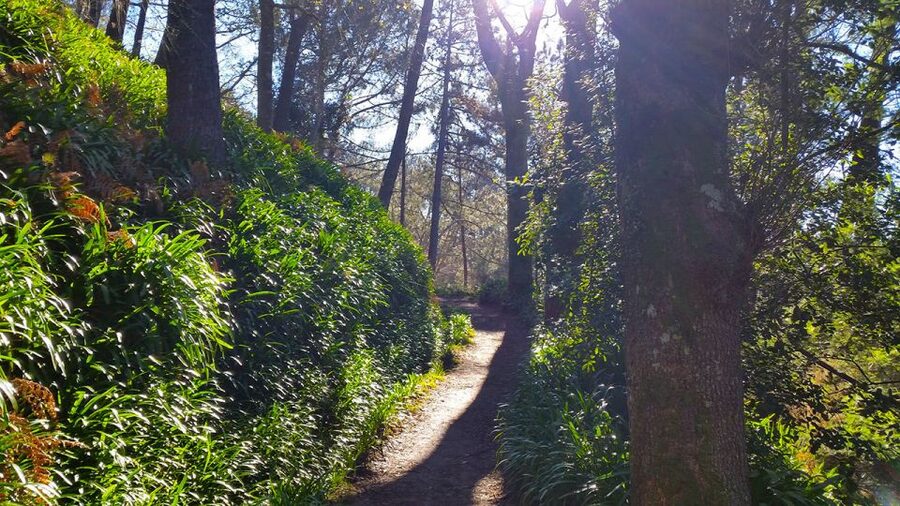 Madeira: Paradise Valley Levada Walk - Pace, guides, and group atmosphere