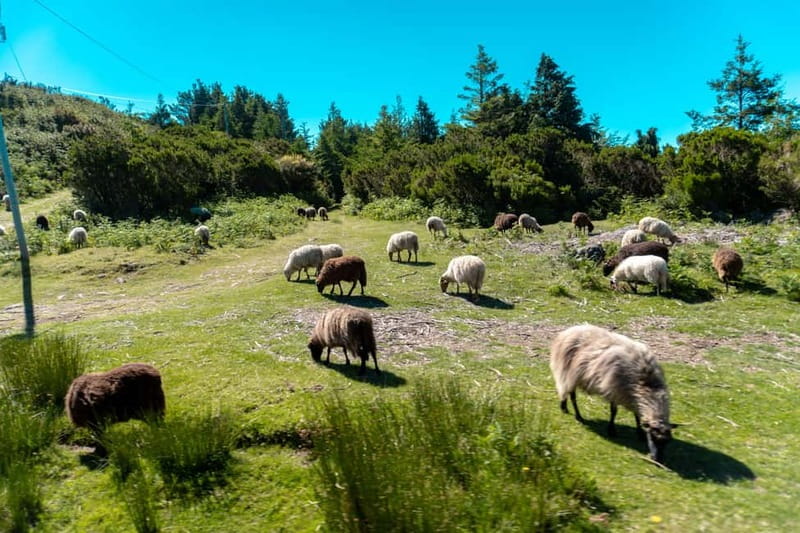 Madeira: Santana Jeep Safari and Referta Levada Walk - Why this eastern Madeira day works so well