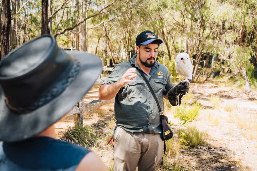 Margaret River: Birds of Prey Encounter and Forest Walk - Why this Margaret River stop is worth your time
