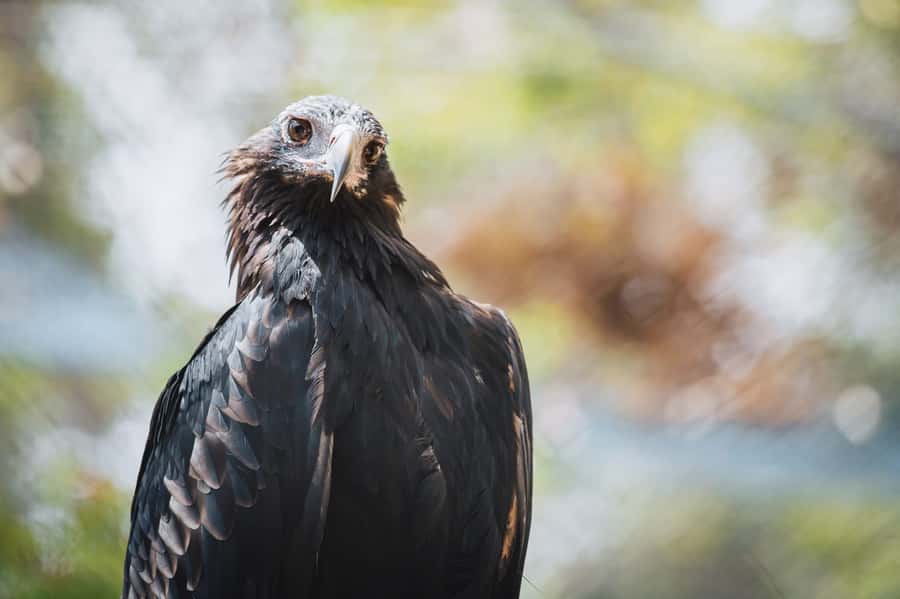 Margaret River: Birds of Prey Encounter and Forest Walk - The Bird of Prey Encounter brings the birds close