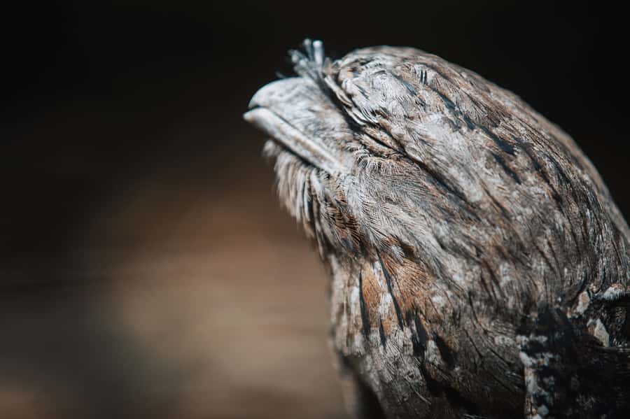 Margaret River: Birds of Prey Encounter and Forest Walk - The flying birds show hunting skills in real time