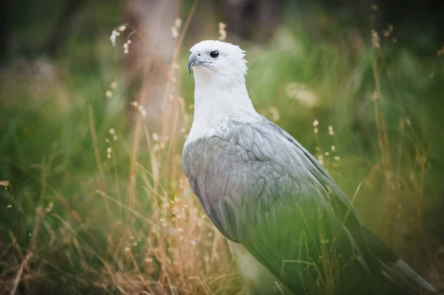 Margaret River: Birds of Prey Encounter and Forest Walk - How the 90-minute visit works
