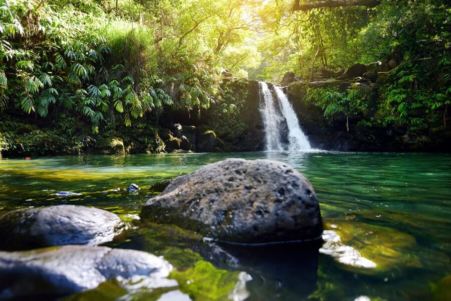 Maui: Guided Rainforest and Waterfall Walk & Swim - Key points to know before booking