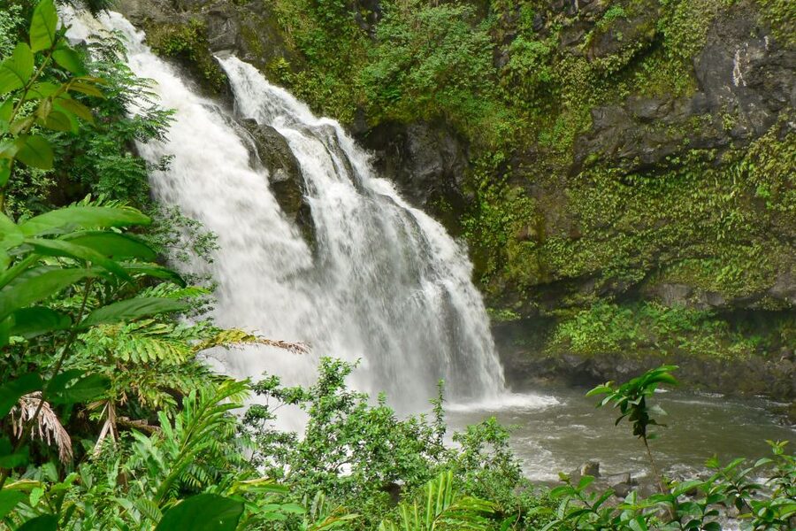 Maui: Guided Rainforest and Waterfall Walk & Swim - Starting beneath Maui’s tropical canopy