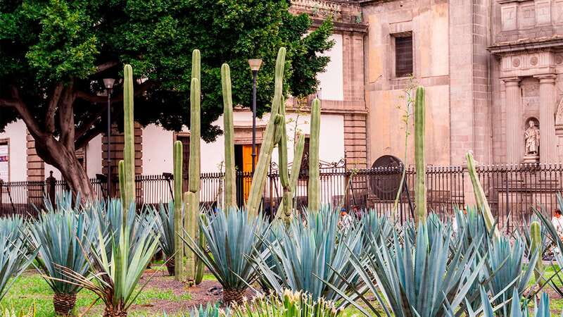 Mexico City: Historic Downtown Walking Tour - Palacio de Bellas Artes and the city’s grand public face