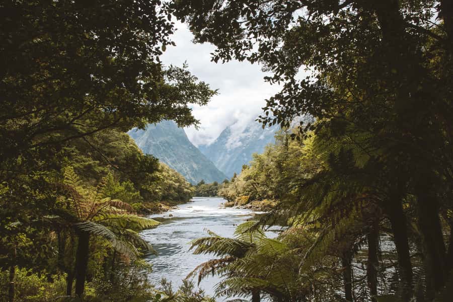 Milford Sound: Self-Guided Milford Track Day Walk - Weather, birds, and the small details