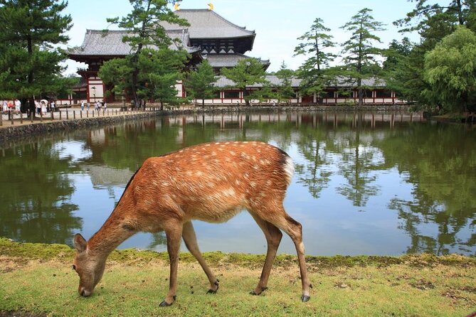 Nara Half Day Trip Walking Tour (Private Option Available) - Five things to know before booking