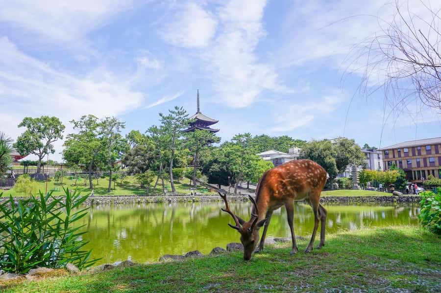 Nara: Half-Day UNESCO Heritage & Local Culture Walking Tour - Starting at Kintetsu Nara Station