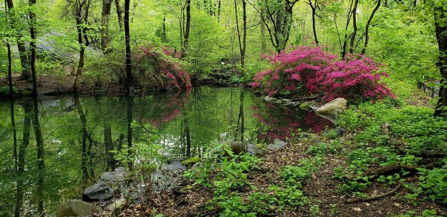 New York City: Central Park Walking Tour - The Woodland Ramble and a Quieter Side of Manhattan