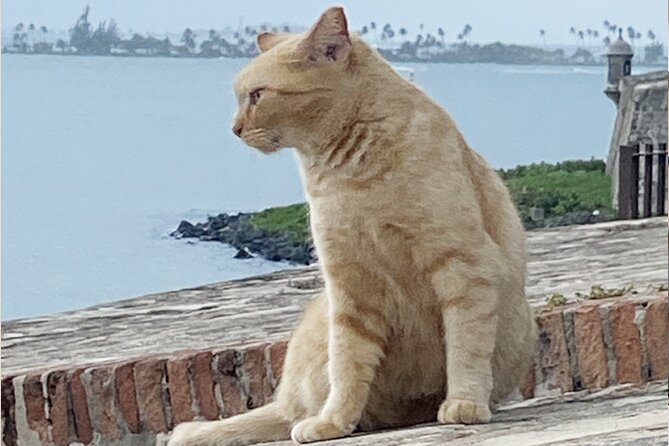 Old San Juan City Walking Tour - Why Old San Juan is best seen on foot