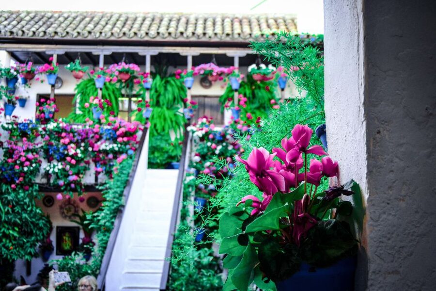 Patios of Cordoba Walking Tour - Key points to know before booking
