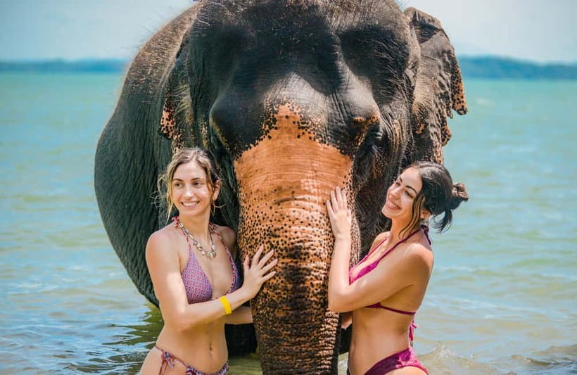 Phuket:Beach walk with elephants, rain & care. 2.5 hours - Feeding elephants in their natural habitat