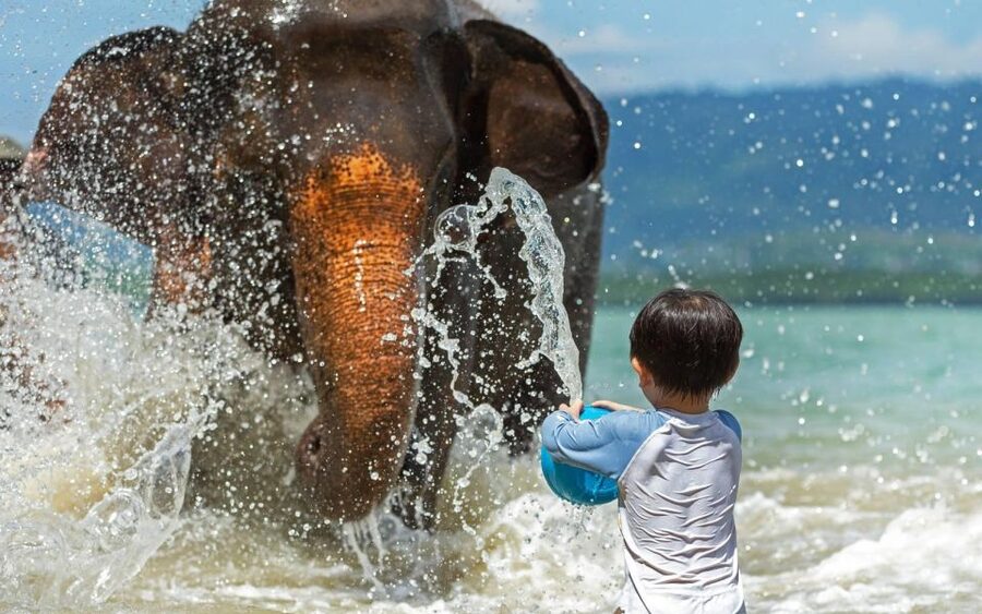Phuket:Beach walk with elephants, rain & care. 2.5 hours - The rainshower and final rinse