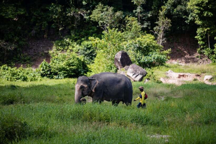 Phuket: Bukit Elephant Park Sanctuary Walk and Feed Tour - Why the no-riding rule matters