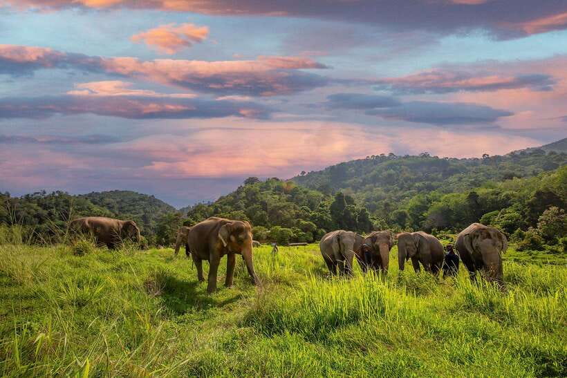 Phuket: Bukit Elephant Park Sanctuary Walk and Feed Tour - First meeting: bananas and basic elephant manners