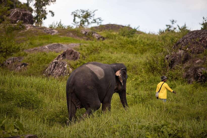 Phuket: Bukit Elephant Park Sanctuary Walk and Feed Tour - What the stories reveal about rescue work