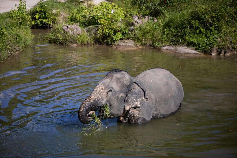 Phuket: Bukit Elephant Park Sanctuary Walk and Feed Tour - Who will enjoy this 90-minute visit?