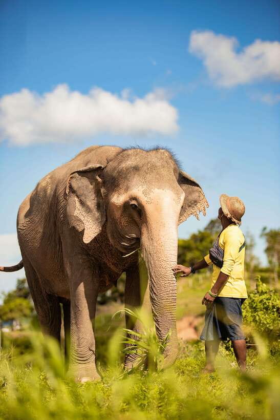 Phuket: Bukit Elephant Park Sanctuary Walk and Feed Tour - Pickup across Phuket, with an early start
