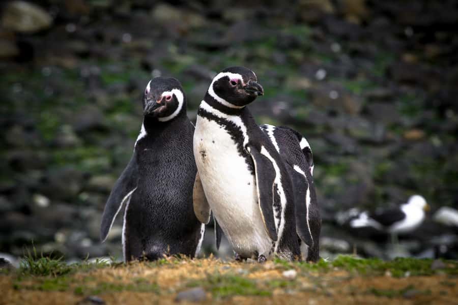 Punta Arenas: Magdalena Island Navigation & Penguin Walk - What the Magdalena Island trip is really like