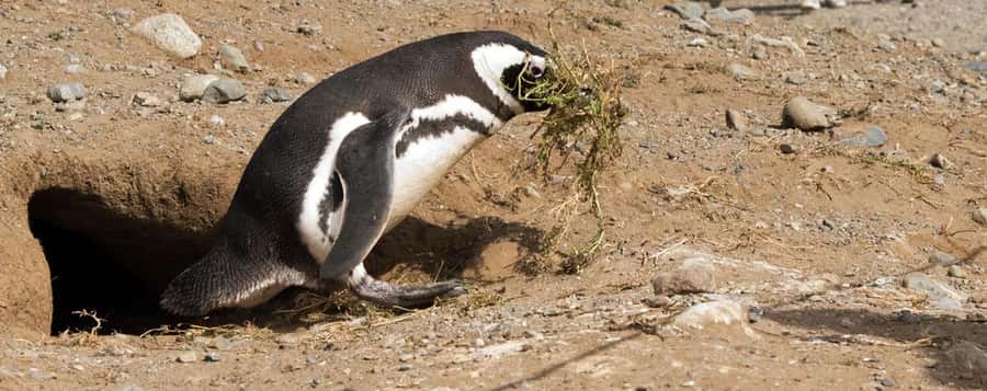 Punta Arenas: Magdalena Island Navigation & Penguin Walk - Walking among the penguins for about one hour