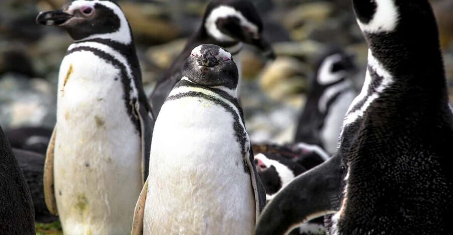 Punta Arenas: Magdalena Island Navigation & Penguin Walk - Who will enjoy this penguin walk most