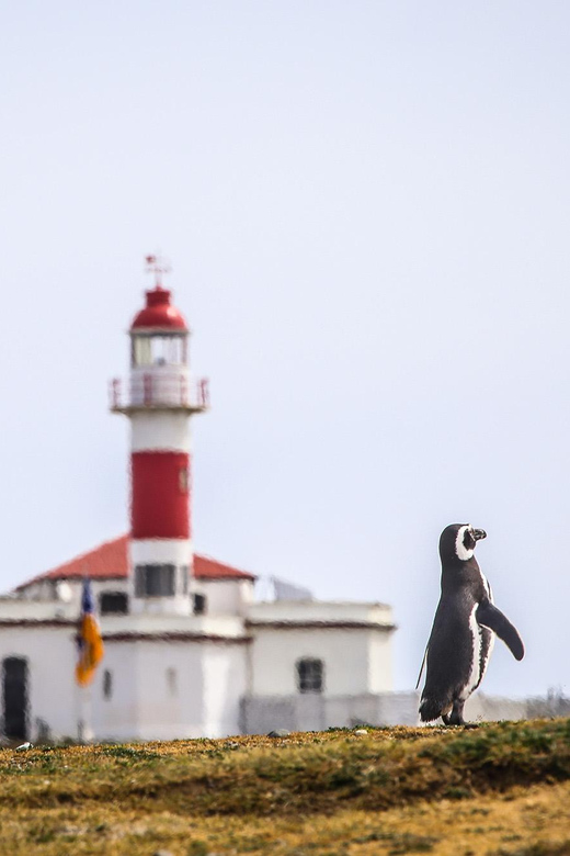 Punta Arenas: Magdalena Island Navigation & Penguin Walk - Booking advice and cancellation flexibility
