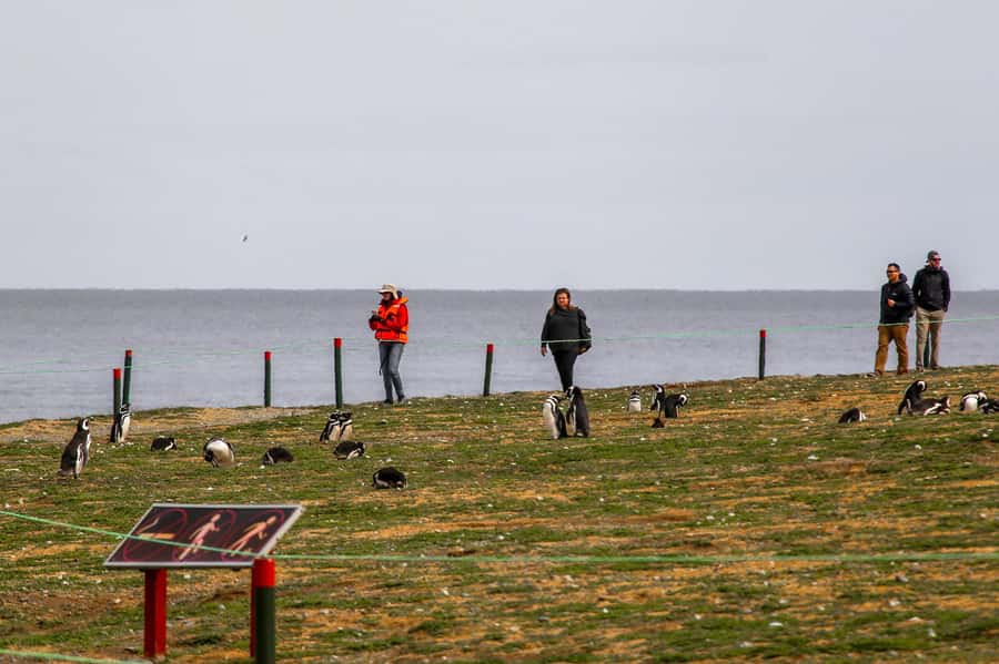 Punta Arenas: Magdalena Island Navigation & Penguin Walk - Choosing the right departure from Punta Arenas