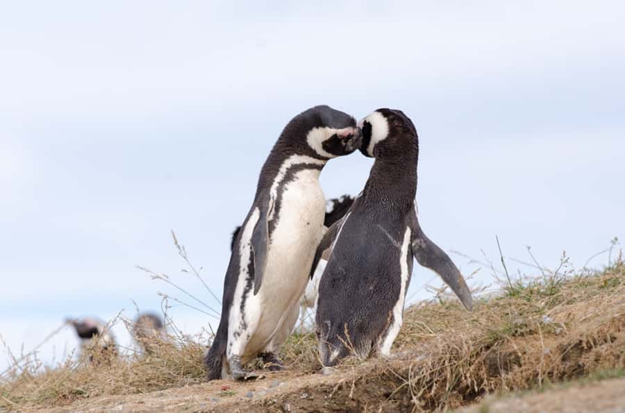 Punta Arenas: Walk with Penguins on Magdalena & Marta Island - What makes this Punta Arenas wildlife trip worth considering