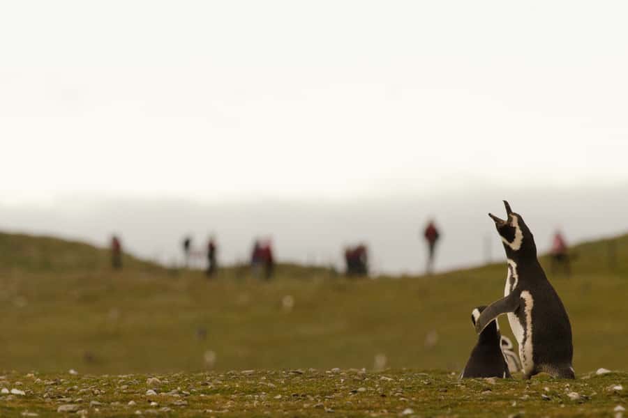 Punta Arenas: Walk with Penguins on Magdalena & Marta Island - My verdict: book it for the penguins, accept the weather
