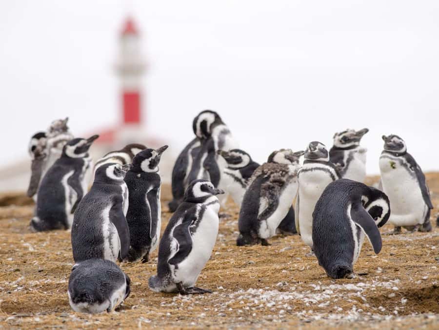 Punta Arenas: Walk with Penguins on Magdalena & Marta Island - From Punta Arenas to Laredo Bay